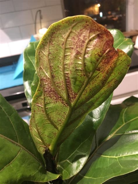 Brown Spots On Fiddle Leaf Fig Tree Overwatering In The Houseplants