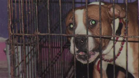 Officials 22 Indicted In Dog Fighting Ring Cnn