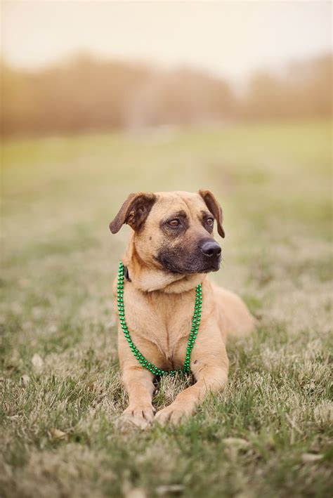 View Ad Listing Black Mouth Cur Dog For Adoption Adn