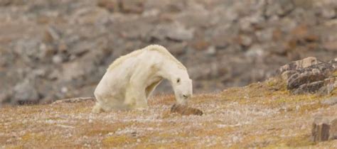 Shocking Footage Shows Starving Polar Bear Digging Through Garbage [video]