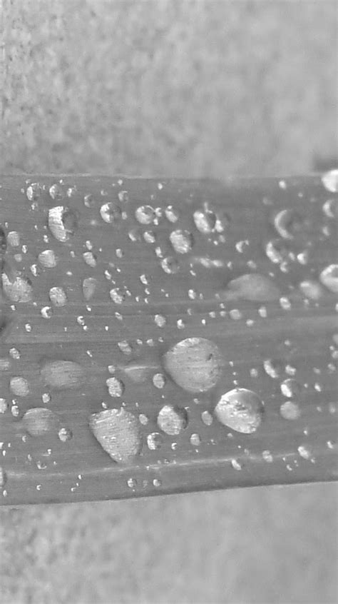 Capturing My Corner Of The World Rain Drops In Black And