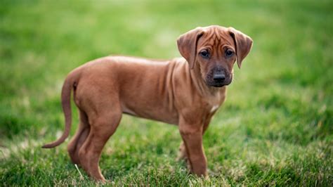Rhodesian Ridgeback Size Chart Growth By Weight And Age Pawlicy Advisor