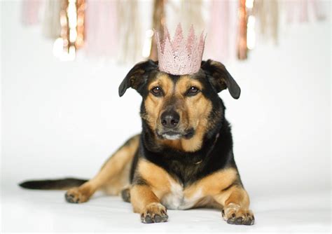 Pink Crown For Pets Dog Crown Pet Crown Cat Crown Mini Etsy