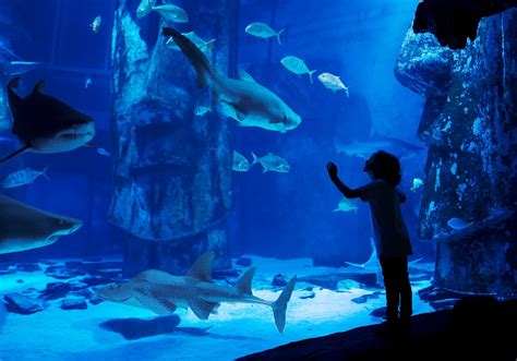 19 Intriguing Facts About Sea Life London Aquarium