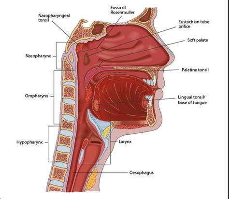 Pharynx Medical Anatomy Mouth And Throat Pharynx Png Html The Best