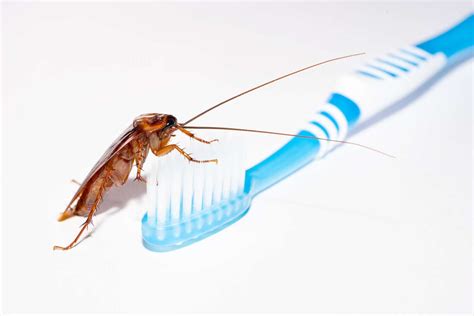 Cockroach Treatment By Pest Control Solutions