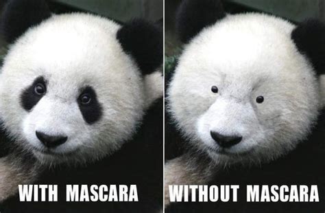 Incredibly Funny Panda Memes For Your Sunday — Funny Pictures