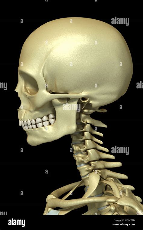 Close Up View Of The Bones Of The Cervical Region Of The Spine And