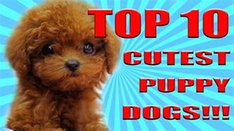 top 10 cutest puppies in the world