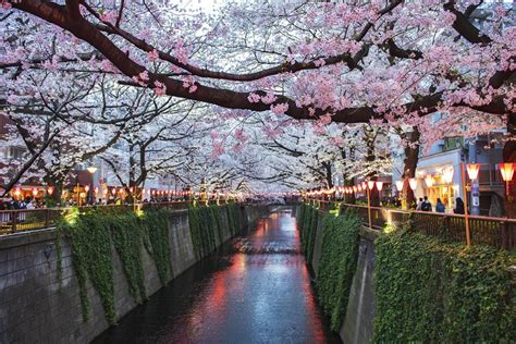 Festivales Japoneses De Los Cerezos En Flor Todo Lo Que Debe Saber