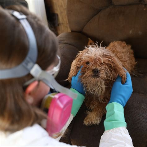 Hsmo Rescues 26 Animals From Hoarding Situation In Hickory County