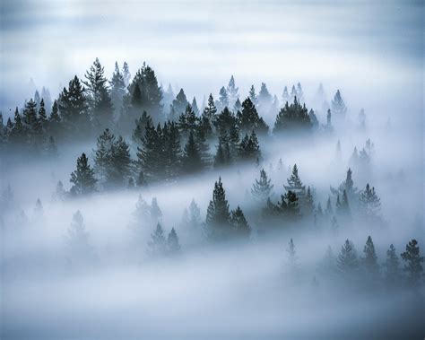 Photo Of Pine Trees Covered By Fog · Free Stock Photo