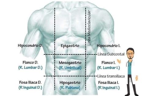 Obligatorio Muñeca Rutina Anatomia Topografica Del Torax Chocar