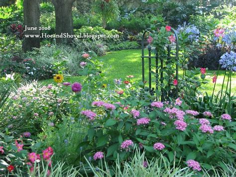 The paurotis palm ( acoelorraphe wrightii ) is a native, clumping palm that makes an attractive vertical accent in close spaces. 23 best Gardening in the Shade with Florida Natives images ...