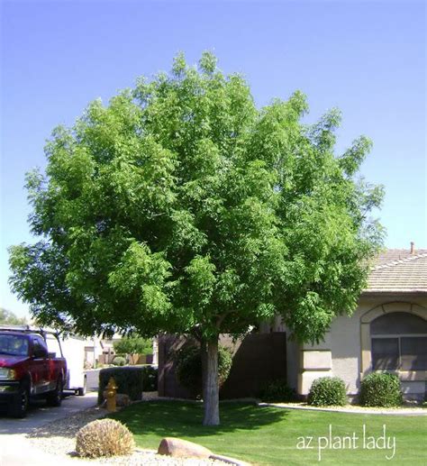 Arizona Evergreen Shade Trees Biggish Blogging Photo Galleries