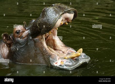 Mamíferos Boca Dientes Hipopótamo Hipopótamos Garganta Mandíbula
