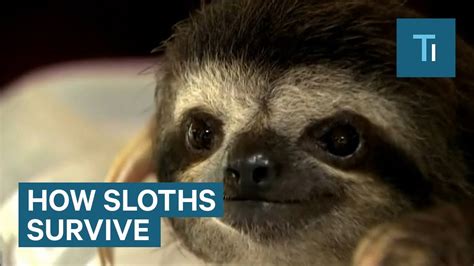 How Sloths Use Their Slow Motion To Their Advantage Youtube