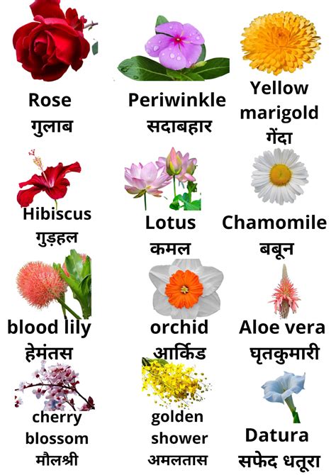 Flowers Name In Hindi English 50 फूलों के नाम