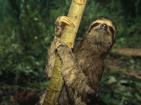 Beauty Animalia Three Toed Sloth Bradypus Variegatus