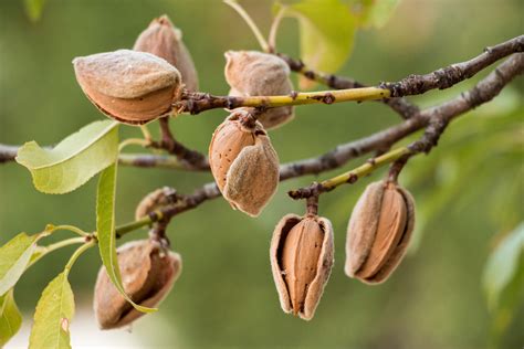 How Do Almonds Grow