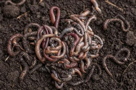 Different Types Of Earthworms With Pictures And Facts