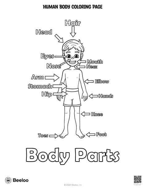 Human Body Coloring Page Beeloo Printable Crafts And Activities