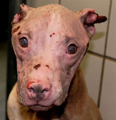 Man Who Badly Burned Rosie The Pit Bull With Acid Gets 4 Years In Prison