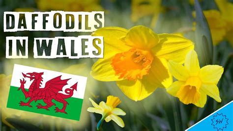 Maybe you would like to learn more about one of these? Daffodils in Wales | St. David's day (The national flower ...
