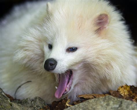 Yawning White Raccoon Dog A Photo On Flickriver