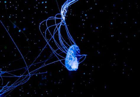 Premium Photo Blurred Jellyfish Moving Through Water In Aquarium