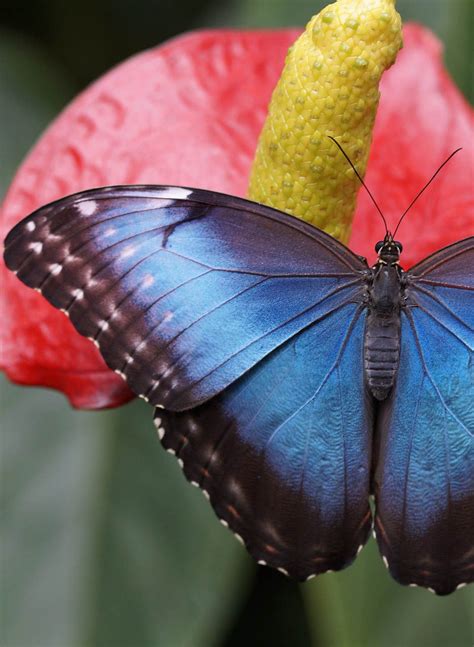 The 30 Most Beautiful Butterflies Mostbeautifulthings Most