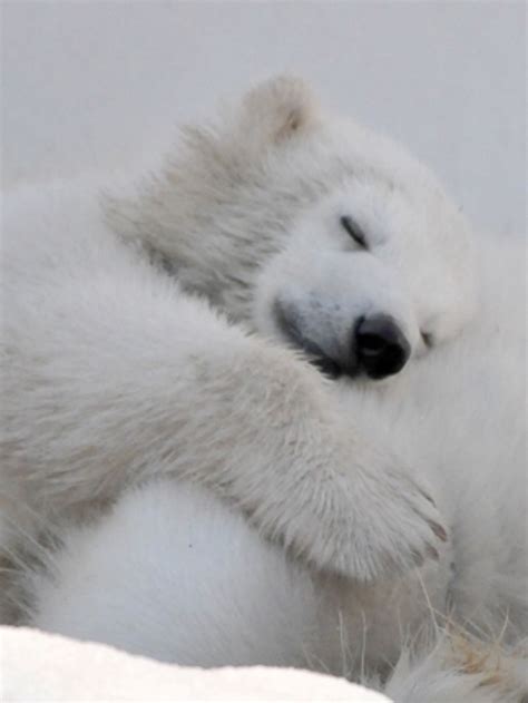 Sweet Dreams You Little And Cute Polar Bear Save The Polar Bears Baby