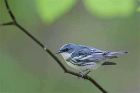 Cerulean Warbler Bird Gallery Houston Audubon