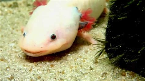 Axolotl Feeding Earthworms Axolotl Fütterung Regenwürmer Youtube