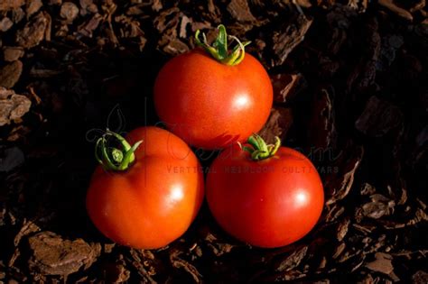 Polish Dwarf Tomato Vertiloom
