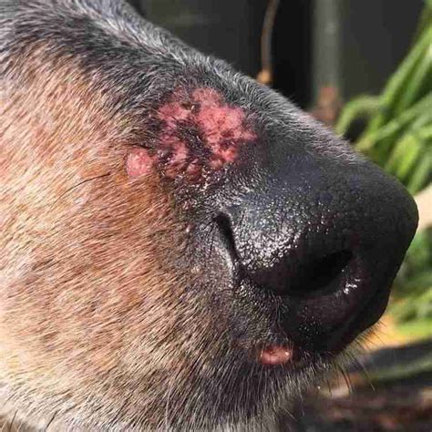 Spider Bites On Dogs Nose