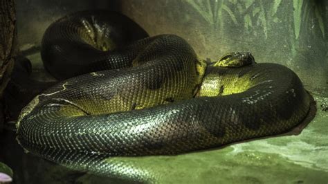 Images Of Anaconda Snakes Anaconda Gallery