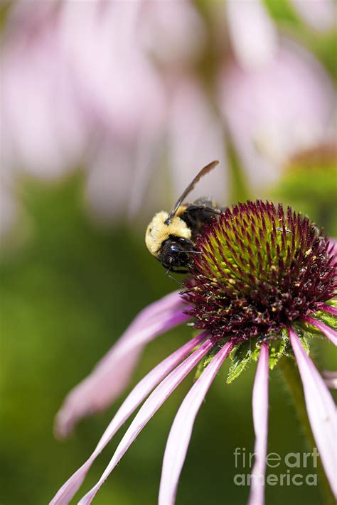 Bumblebee Photograph By Brandon Alms Fine Art America