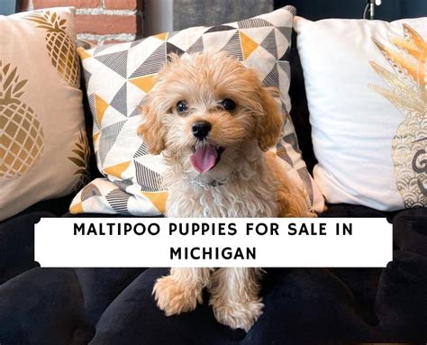 Michigan's lake superior property ideally located in the keweenaw peninsula. Maltipoo Puppies for Sale in Michigan - Top 5 Breeders ...