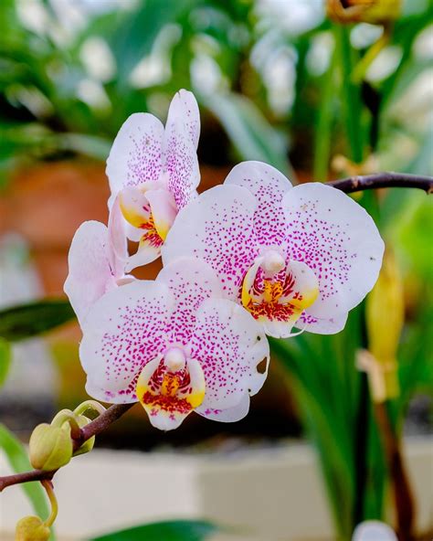 Difference Between Orchid Plant And Flower Sevilla Lanueva