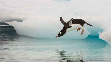 Gentoo Penguin Jumping In The Water Stock Photo Download Image Now