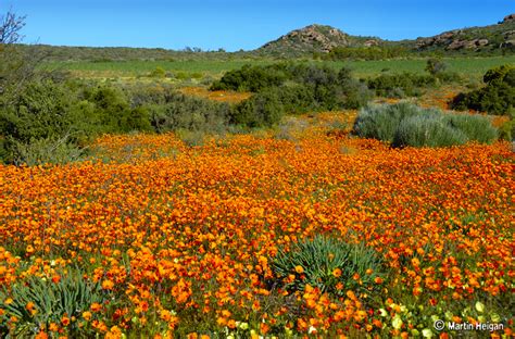 We did not find results for: Rocking with Namaqualand's daisies » SciBraai