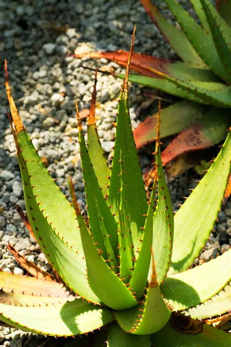 Aloe Vera Relatives Learn About Different Types Of Aloe Plants