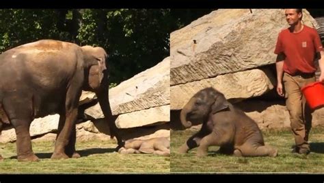 Viral Video Mother Elephant Asks Zookeepers For Help To Wake Her