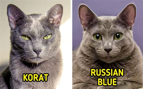 11 Pairs Of Cat Breeds That Always Confuse Us Bright Side