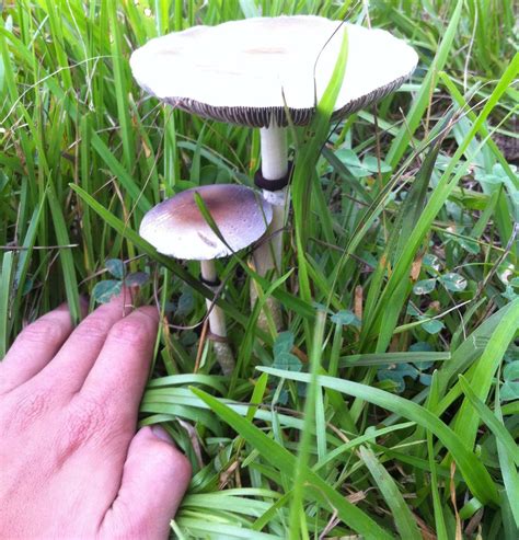 Psilocybe Cubensis In Se Louisiana Mushroom Hunting And