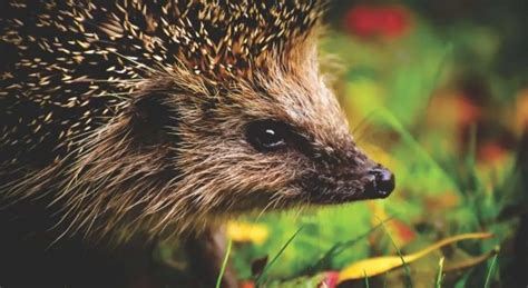 10 Easy Ways To Attract More Wildlife To Your Garden Outdoor Living