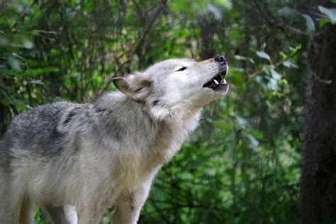 Alaska Grey Wolf