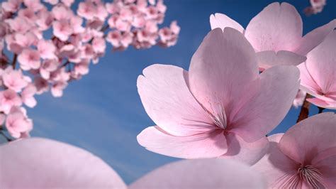 Online Crop Cherry Blossom Flowers Cherry Blossom Petals Hd