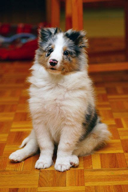 Lovely blue merle puppies socialised from stunning parents cracking personalities all been wormed up to date very happy and healthy ready for their new forever. 53 best Blue merle shelties images on Pinterest | Blue ...